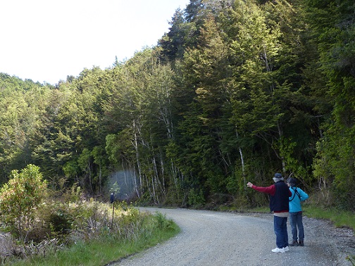 Randall and Judith next to a dense southern beech forest near Manapouri, Nov 2015